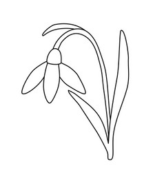 Leaning Snowdrop Spring Flower Open Bud Doodle