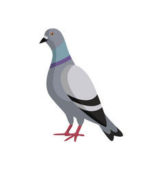 Cute Gray Colorful Dove On White Background