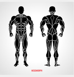 Body Type Mesomorph Front And Back View