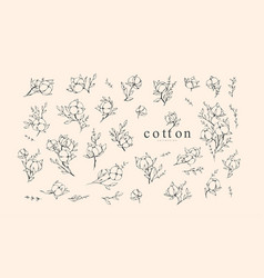 Cotton Plant Logo And Branch Hand Drawn Line