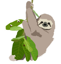 Sloth On A Tree