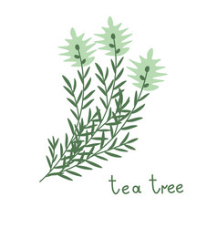 Tea Tree Branch