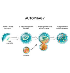 Autophagy Lysosome And Cell Recycling