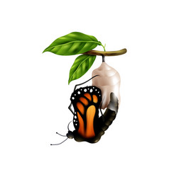 Butterfly Life Cycle Stage