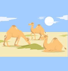 One Hump Camels Herd Walking And Eating Grass