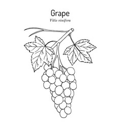 Grape Vitis Vinifera Branch With Leaves