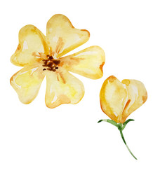 Watercolor Honey Set Yellow Flower And Bud