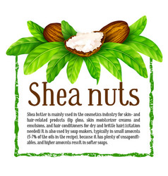 Shea Nuts With Leaves