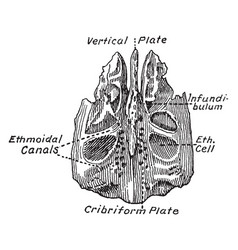 Ethmoid Bone Vintage