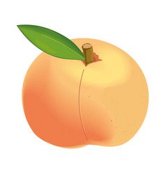 Peach Fruit Realistic