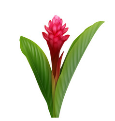 Red Ginger Flower