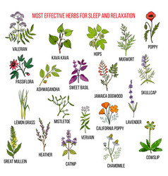 Best Herbal Remedies For Sleep And Relaxation