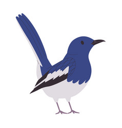 Blue And White Color Small Bird Magpie Robin