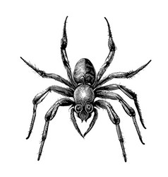 Spider Sketch Hand Drawn Wild