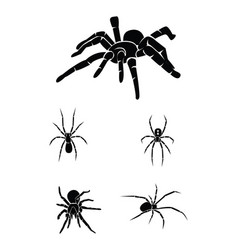 Black And White Of Spiders Set