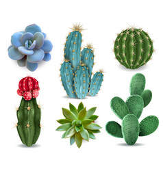 Cactus Succulent Realistic Set