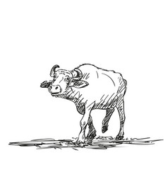 Buffalo Walking And Looking Forward Drawing Farm