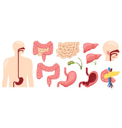 Human Digestive System Medical