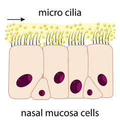 Nasal Mucosa