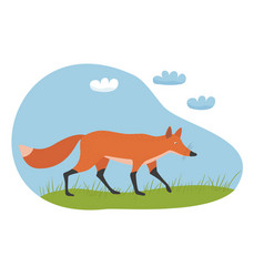 Red Fox Runs Across The Field Hand