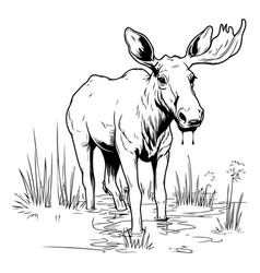 Image Of A Moose Standing In The Meadow Wild