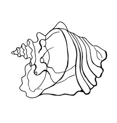 Strombus Gallus Shell Strombidae Line Art White