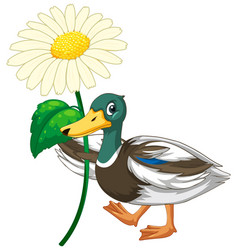 Duck With Green Head Cartoon Character