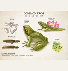 Frog Life Cycle Retro Poster