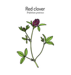 Red Clover Or Trifolium Pratense