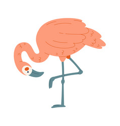 Flamingo Bird Standing On One Leg