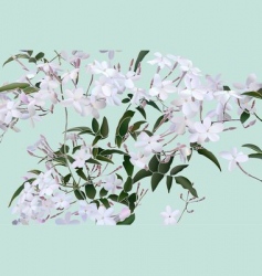 Star Jasmine