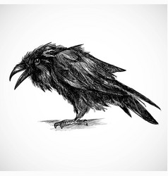 Hand Draw Raven Sketch Design