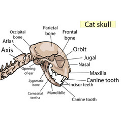 Cat Skull Anatomy The Side View Shows Main