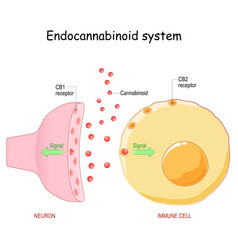 Endocannabinoid System Medical Cannabis