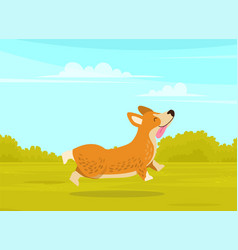 Happy Cute Corgi Dog Is Walking In Green Summer