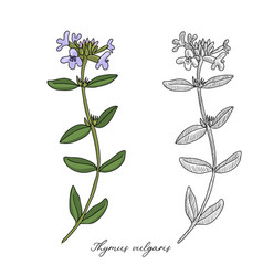 Drawing Thyme