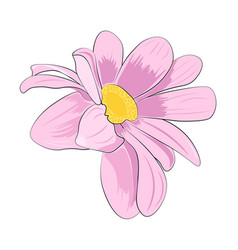 Pink Daisy Isolated On White