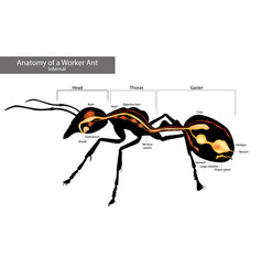 Internal Ant Anatomy Characteristics Common