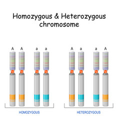 Homozygous Heterozygous Chromosome