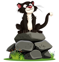 A Happy Cat On Stones