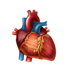 Human Heart Anatomy