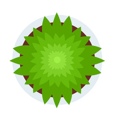 Green Plant Top View Flat Icon Isolated