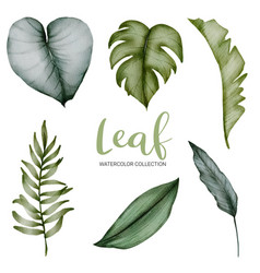 Many Kinds Of Beautiful Green Leaf In Water Color