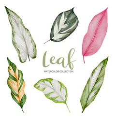 Many Kinds Of Beautiful Leaf In Water Color Style