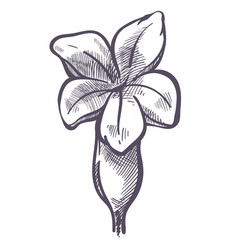 Flower With Leaves And Petals Monochrome Sketch