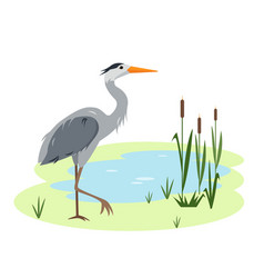 Heron Bird On Lake Or Pond With Canes And Grass