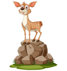 A Happy Young Deer Standing Atop Pile Of Rocks