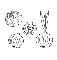 Vegetable Onion Bulb And Ring Fresh Peeled Onion