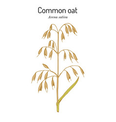 Common Oat Avena Sativa Edible And Medicinal