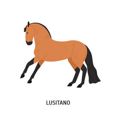 Lusitano Horse Flat Elegant